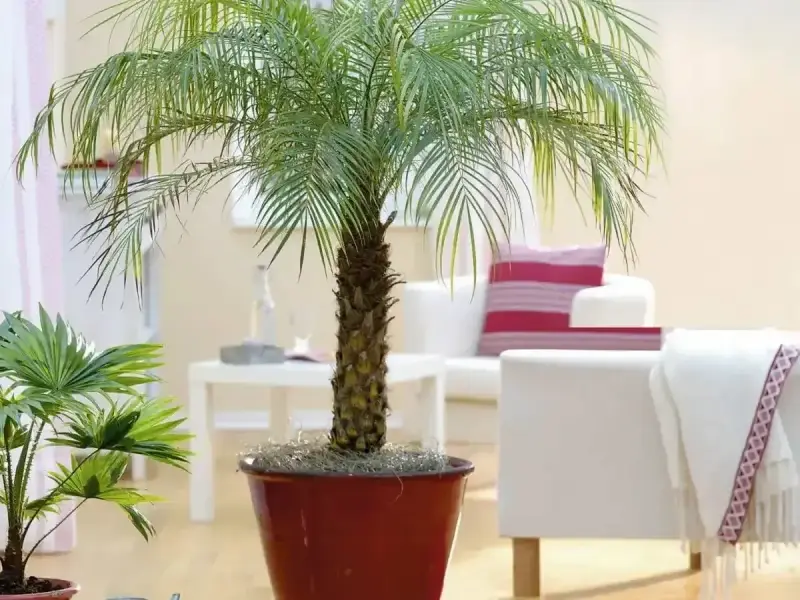 Elegancka palma domowa w donicy, tworząca tropikalny klimat w salonie. Obok mniejsza roślina.